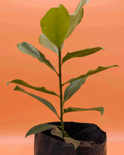 Magnolio Grandiflora – Elegancia Perenne y Aroma Inolvidable para tu Jardín